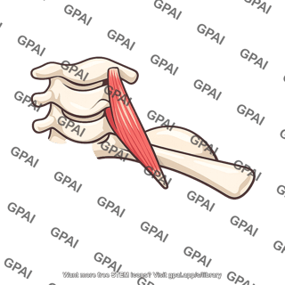 Scalenus minimus muscle
