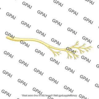 Anterior superior alveolar nerve