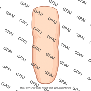 Posterior thigh skin