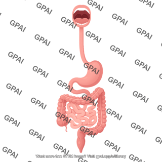 Gi tract open mouth 02