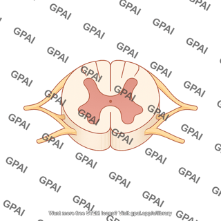 Spinal cord cross section generic 262