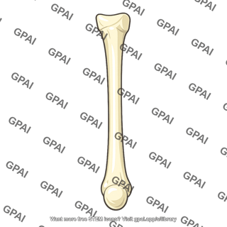 Metatarsal 3
