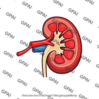 Kidney cross section