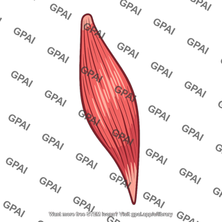 Scalene muscle middle
