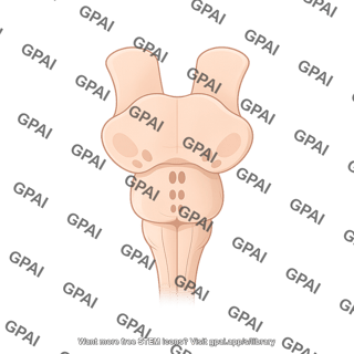 Brainstem coronal