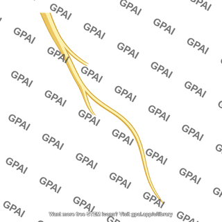 Cardiac branch of vagus nerve