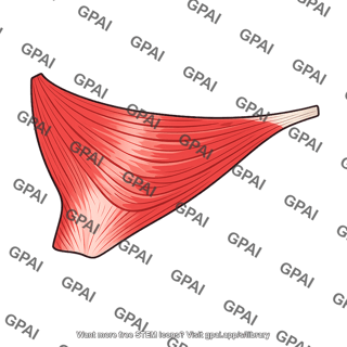 Latissimus dorsi