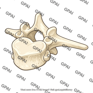 Thoracic vertebra