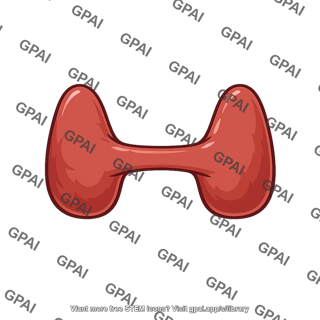 Thyroid gland
