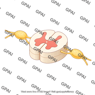 Spinal cord cross section with dorsal root ganglion