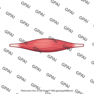 Fusiform muscle