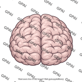 Superior surface of cerebral hemisphere