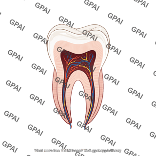 Molar tooth cross section