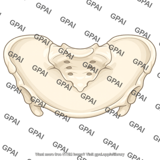 Pelvic wall bony