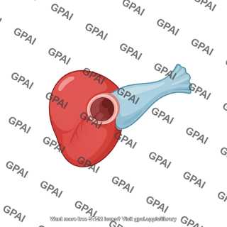 Zebrafish heart adult dorsal view atrium removed