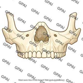 Maxilla