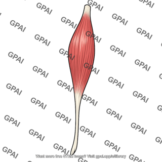 Flexor hallucis longus muscle
