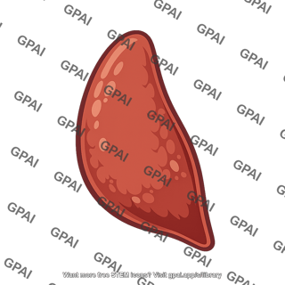 Thyroid gland lobe