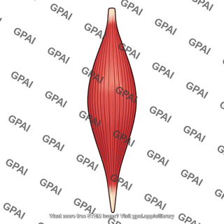 Fusiform muscle