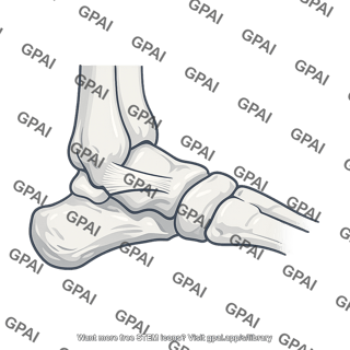 Anterior talofibular ligament