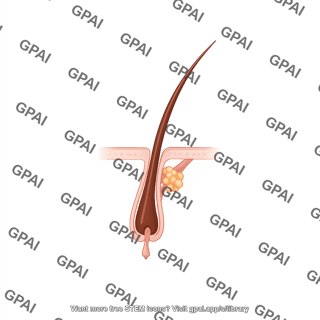 Hair telogen stage structure