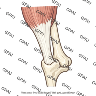 Triceps tendon
