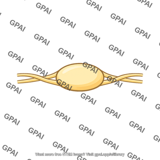 Ganglion impar