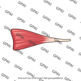 Palmar interosseous muscle third