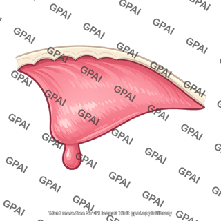 Soft palate