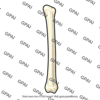 Long bone