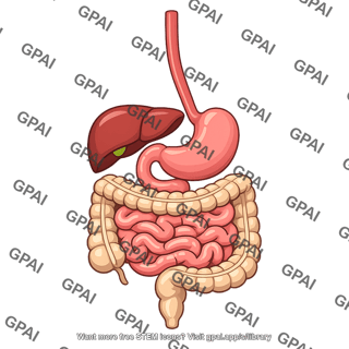 Gastrointestinal system organs