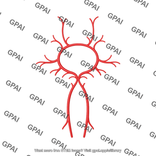 Mouse circulatory system circle of willis