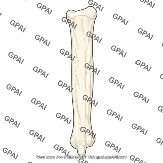 Posterior surface of ulna