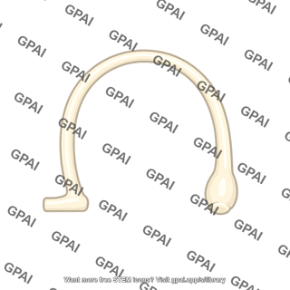Anterior semicircular canal