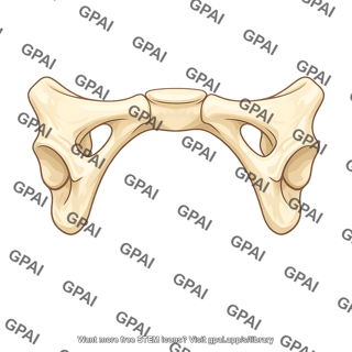 Pubic arch