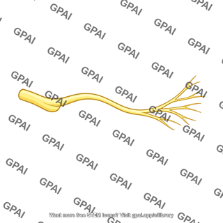 Sensory nerve branch