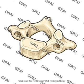 Cervical vertebra