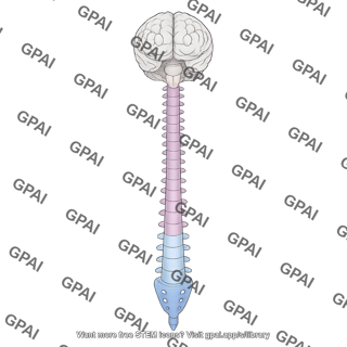 Anterior spinal cord with brain with cervical thoracic lumbar and sacral sections