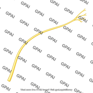 Superior lateral brachial cutaneous nerve