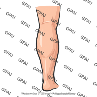 Posterolateral calf