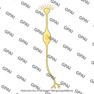 Olfactory receptor