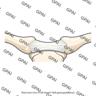 Sternoclavicular ligament