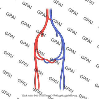 Circulatory system femoral arteriovenous loop