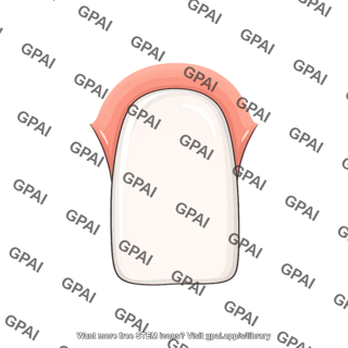 Tooth incisor healthy