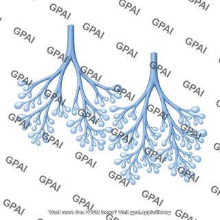 Lung development 3 canalicular