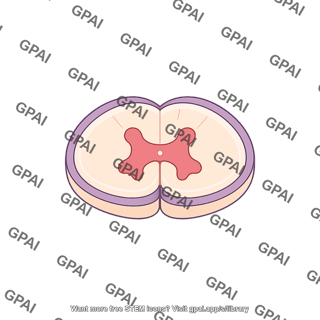 Spinal cord lateral no nerves sections 904
