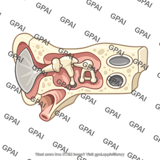 Middle ear