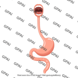 Gi tract open mouth esophagus stomach