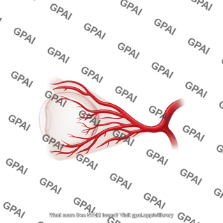 Orbital vasculature sagittal view