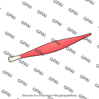 Omohyoid muscle superior belly
